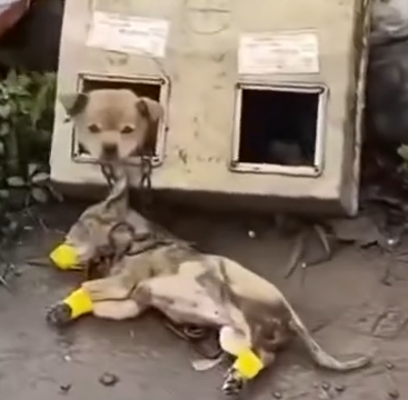 Part2 Animals Rescue #dogrescue #rescuedog #dogsofttiktok #foryoupage #foryou #dogs