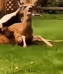 They thought it was dead—but then something moved_part2