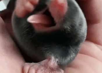 Part2 Animals Rescue #dogrescue #rescuedog #dogsofttiktok #foryoupage #foryou #dogs