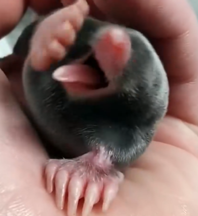 Part2 Animals Rescue #dogrescue #rescuedog #dogsofttiktok #foryoupage #foryou #dogs