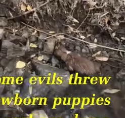 Part2 Animals Rescue #dogrescue #rescuedog #dogsofttiktok #foryoupage #foryou #dogs