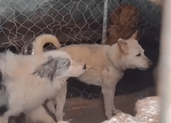 Part2 Animals Rescue #dogrescue #rescuedog #dogsofttiktok #foryoupage #foryou #dogs