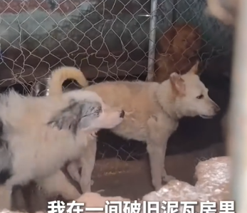 Part2 Animals Rescue #dogrescue #rescuedog #dogsofttiktok #foryoupage #foryou #dogs