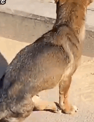 Part2 Animals Rescue #dogrescue #rescuedog #dogsofttiktok #foryoupage #foryou #dogs