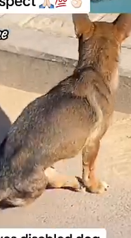 Part2 Animals Rescue #dogrescue #rescuedog #dogsofttiktok #foryoupage #foryou #dogs