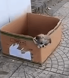 Part2 Animals Rescue #dogrescue #rescuedog #dogsofttiktok #foryoupage #foryou #dogs