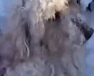 Part2 Animals Rescue #dogrescue #rescuedog #dogsofttiktok #foryoupage #foryou #dogs