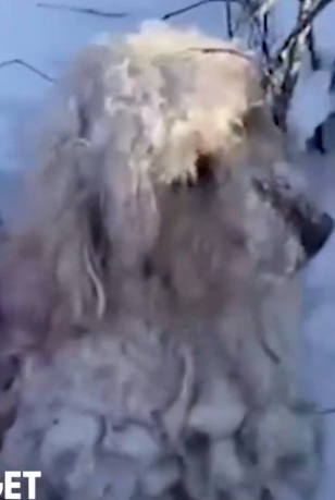 Part2 Animals Rescue #dogrescue #rescuedog #dogsofttiktok #foryoupage #foryou #dogs