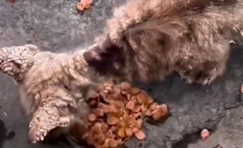 Part2 Animals Rescue #dogrescue #rescuedog #dogsofttiktok #foryoupage #foryou #dogs