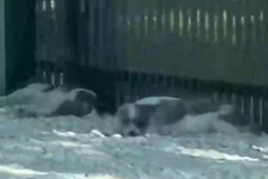 Part2 Animals Rescue #dogrescue #rescuedog #dogsofttiktok #foryoupage #foryou #dogs