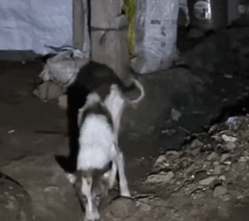 Part2 Animals Rescue #dogrescue #rescuedog #dogsofttiktok #foryoupage #foryou #dogs