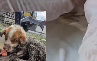 Part2 Animals Rescue #dogrescue #rescuedog #dogsofttiktok #foryoupage #foryou #dogs