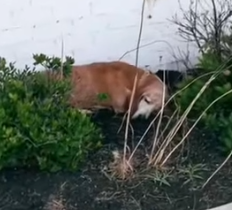 Part2 Animals Rescue #dogrescue #rescuedog #dogsofttiktok #foryoupage #foryou #dogs