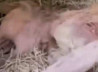 Part2 Animals Rescue #dogrescue #rescuedog #dogsofttiktok #foryoupage #foryou #dogs