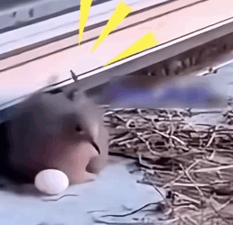 Part2 Animals Rescue #dogrescue #rescuedog #dogsofttiktok #foryoupage #foryou #dogs