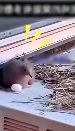 Part2 Animals Rescue #dogrescue #rescuedog #dogsofttiktok #foryoupage #foryou #dogs