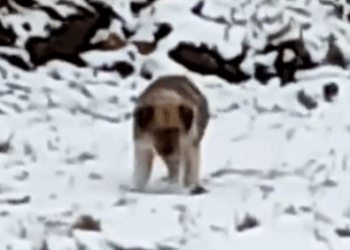 Part2 Animals Rescue #dogrescue #rescuedog #dogsofttiktok #foryoupage #foryou #dogs