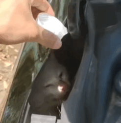 Part2 Animals Rescue #dogrescue #rescuedog #dogsofttiktok #foryoupage #foryou #dogs