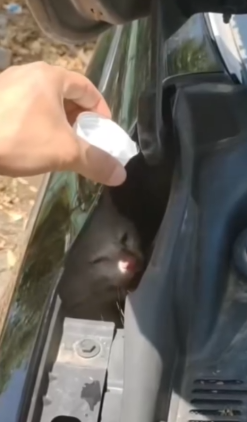 Part2 Animals Rescue #dogrescue #rescuedog #dogsofttiktok #foryoupage #foryou #dogs