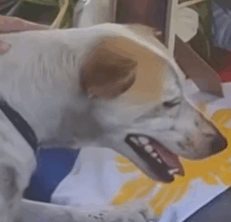 Part2 Animals Rescue #dogrescue #rescuedog #dogsofttiktok #foryoupage #foryou #dogs