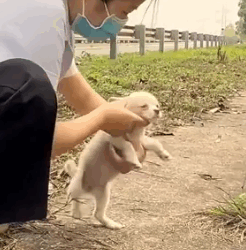 Part2 Animals Rescue #dogrescue #rescuedog #dogsofttiktok #foryoupage #foryou #dogs