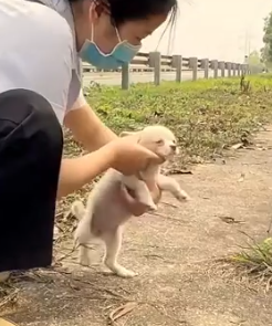 Part2 Animals Rescue #dogrescue #rescuedog #dogsofttiktok #foryoupage #foryou #dogs