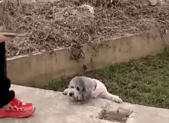 Part2 Animals Rescue #dogrescue #rescuedog #dogsofttiktok #foryoupage #foryou #dogs