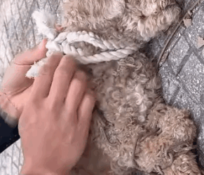 Part2 Animals Rescue #dogrescue #rescuedog #dogsofttiktok #foryoupage #foryou #dogs