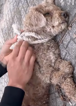 Part2 Animals Rescue #dogrescue #rescuedog #dogsofttiktok #foryoupage #foryou #dogs