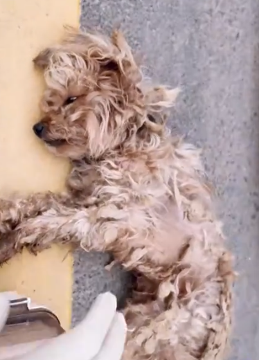 Part2 Animals Rescue #dogrescue #rescuedog #dogsofttiktok #foryoupage #foryou #dogs