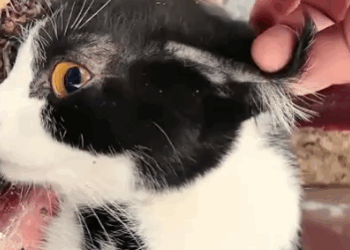 Part2 Animals Rescue #dogrescue #rescuedog #dogsofttiktok #foryoupage #foryou #dogs