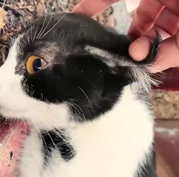 Part2 Animals Rescue #dogrescue #rescuedog #dogsofttiktok #foryoupage #foryou #dogs