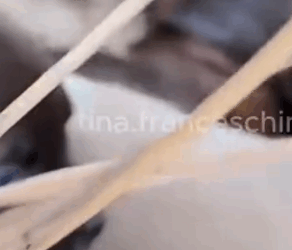 Part2 Animals Rescue #dogrescue #rescuedog #dogsofttiktok #foryoupage #foryou #dogs