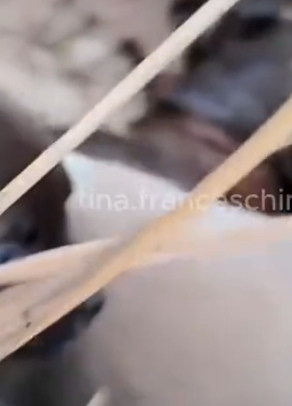 Part2 Animals Rescue #dogrescue #rescuedog #dogsofttiktok #foryoupage #foryou #dogs