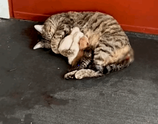 She went from no cats to a mom of 7 cats overnight_part2