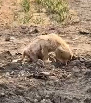 This animal was left in the cold to die_part2