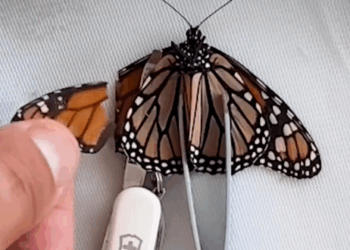 Part2 Animals Rescue #dogrescue #rescuedog #dogsofttiktok #foryoupage #foryou #dogs