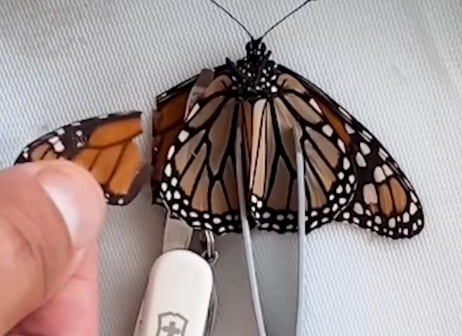 Part2 Animals Rescue #dogrescue #rescuedog #dogsofttiktok #foryoupage #foryou #dogs