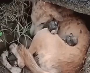 Part2 Animals Rescue #dogrescue #rescuedog #dogsofttiktok #foryoupage #foryou #dogs