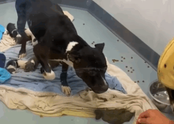 Part2 Animals Rescue #dogrescue #rescuedog #dogsofttiktok #foryoupage #foryou #dogs