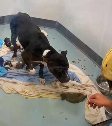 Part2 Animals Rescue #dogrescue #rescuedog #dogsofttiktok #foryoupage #foryou #dogs