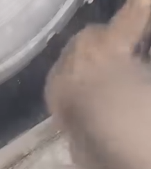 Part2 Animals Rescue #dogrescue #rescuedog #dogsofttiktok #foryoupage #foryou #dogs