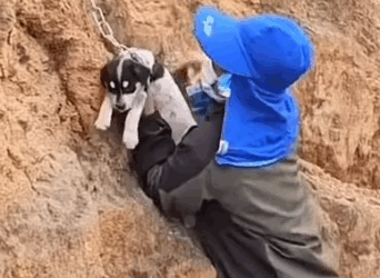 Part2 Animals Rescue #dogrescue #rescuedog #dogsofttiktok #foryoupage #foryou #dogs