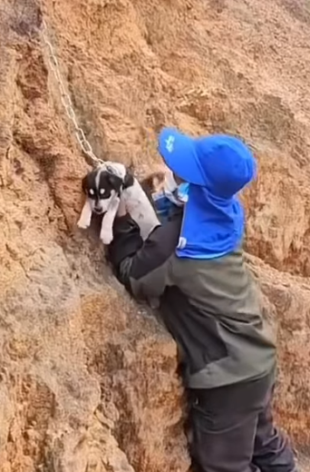 Part2 Animals Rescue #dogrescue #rescuedog #dogsofttiktok #foryoupage #foryou #dogs