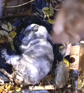 Part2 Animals Rescue #dogrescue #rescuedog #dogsofttiktok #foryoupage #foryou #dogs