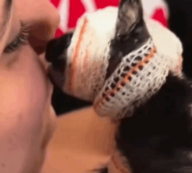 Part2 Animals Rescue #dogrescue #rescuedog #dogsofttiktok #foryoupage #foryou #dogs