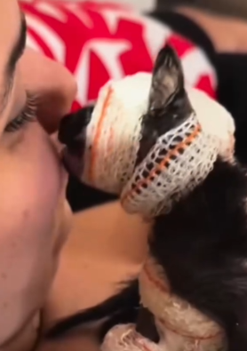 Part2 Animals Rescue #dogrescue #rescuedog #dogsofttiktok #foryoupage #foryou #dogs