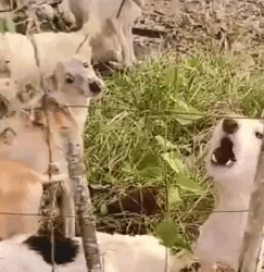 Part2 Animals Rescue #dogrescue #rescuedog #dogsofttiktok #foryoupage #foryou #dogs