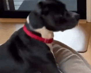 Part2 Animals Rescue #dogrescue #rescuedog #dogsofttiktok #foryoupage #foryou #dogs