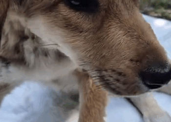 Part2 Animals Rescue #dogrescue #rescuedog #dogsofttiktok #foryoupage #foryou #dogs